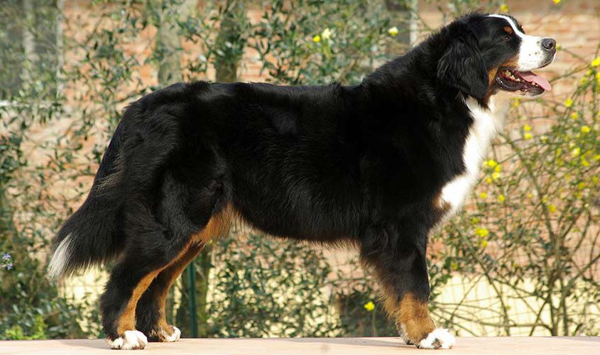 Tara è Mia Bovaro del Bernese femmina della torregentile