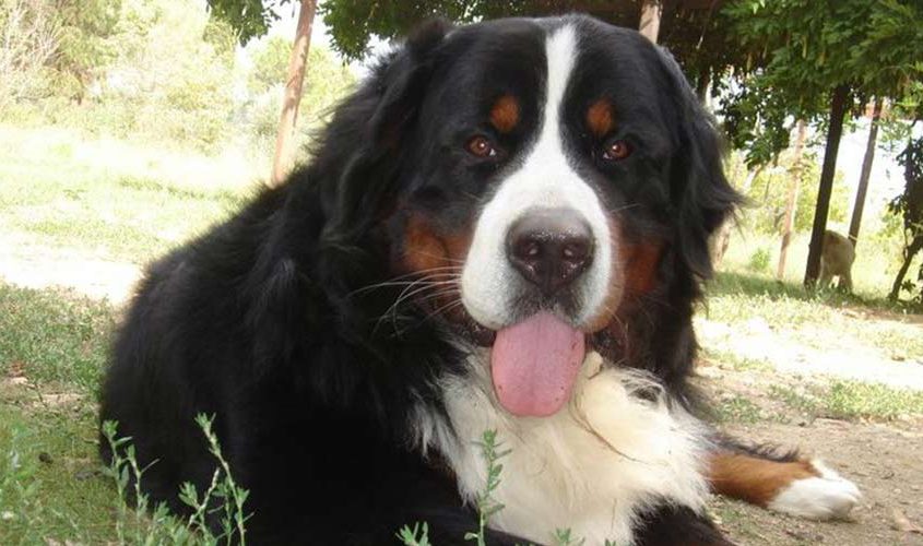 Ugo Bovaro del Bernese Maschio della torregentile