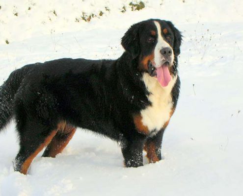 Julia l' armata rossa Bovaro del Bernese Femmina della Torregentile