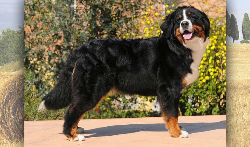 Baba Jaga Bovaro del Bernese femmina della torregentile