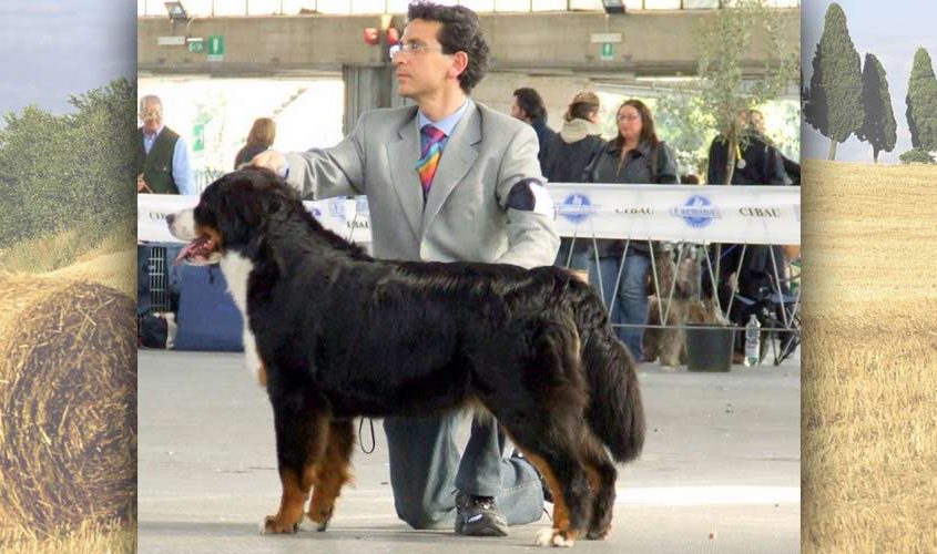 Magica Follia Bovaro del Bernese femmina della torregentile