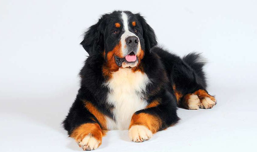 Bernerdalens Jovanotti Bovaro del Bernese Maschio della torregentile