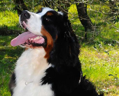 Siberia Sssr Bovaro del bernese Femmina della torregentile