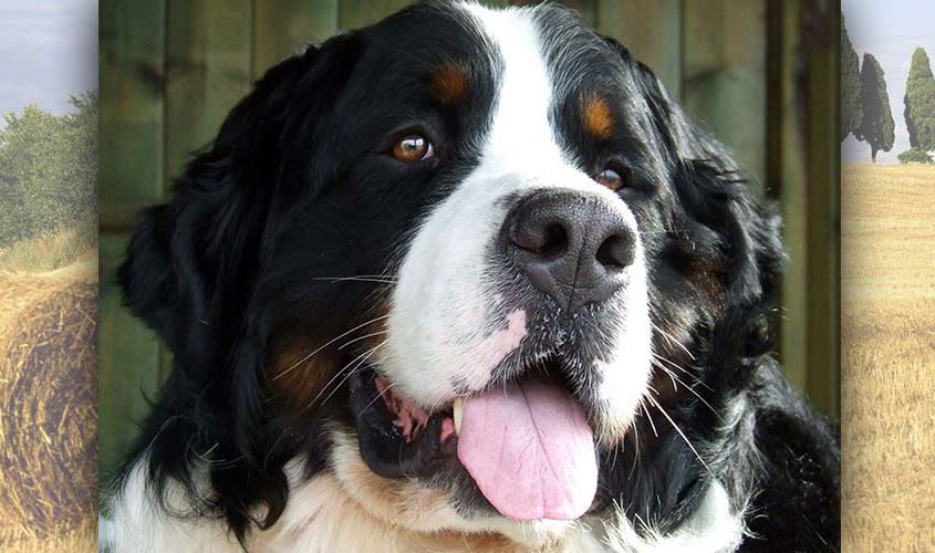 Ice Bovaro del Bernese Maschio della torregentile