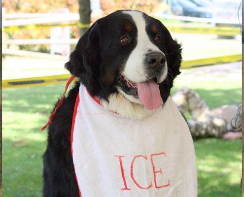 bovaro del bernese nei nostri cuori