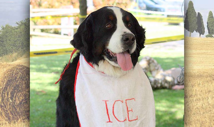 bovaro del bernese nei nostri cuori