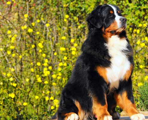 femmina bovaro del bernese della torregentile