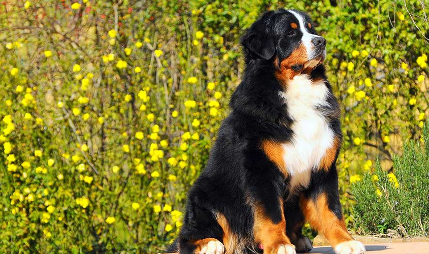 femmina bovaro del bernese della torregentile