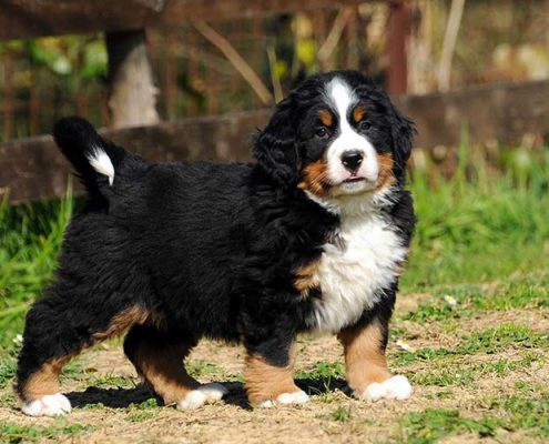 cucciolo bernese