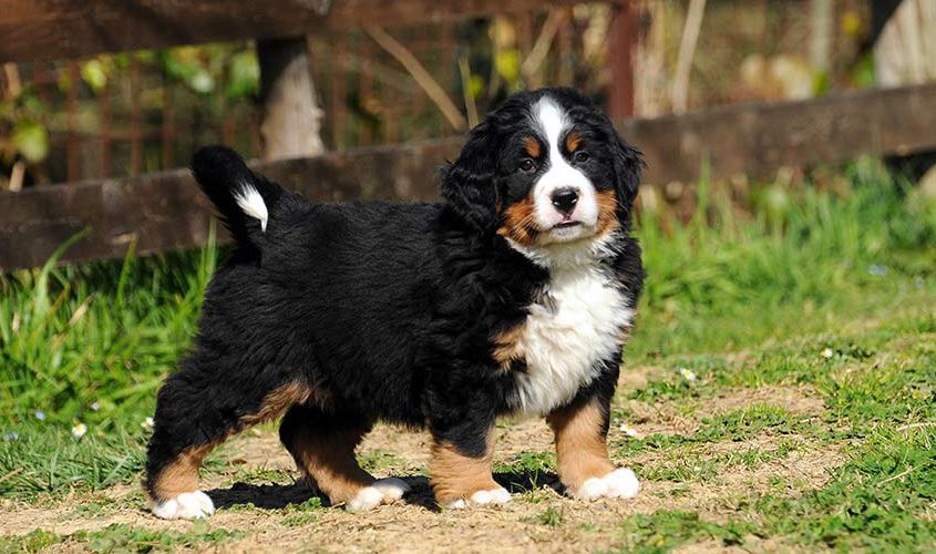 cucciolo bernese