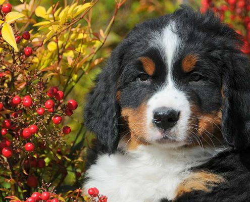 cucciolo bernese primo piano