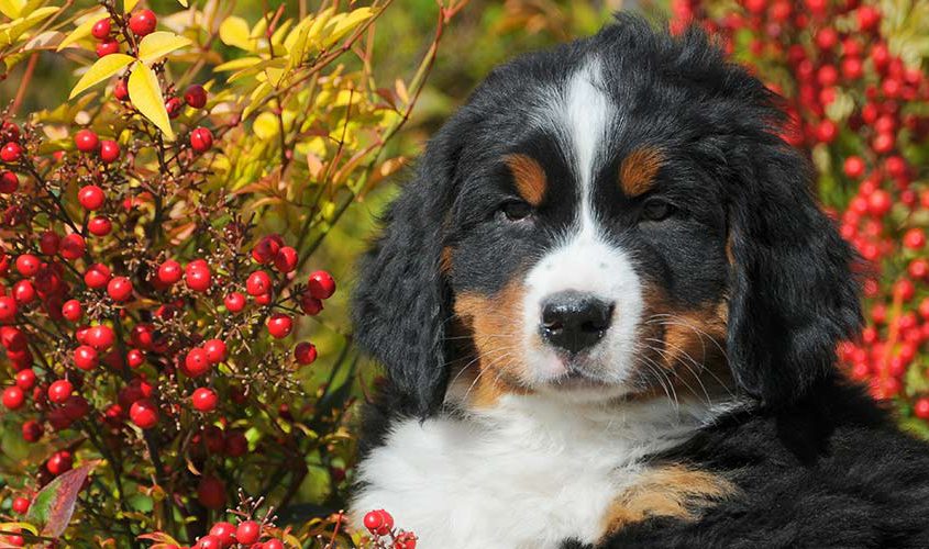 cucciolo bernese primo piano